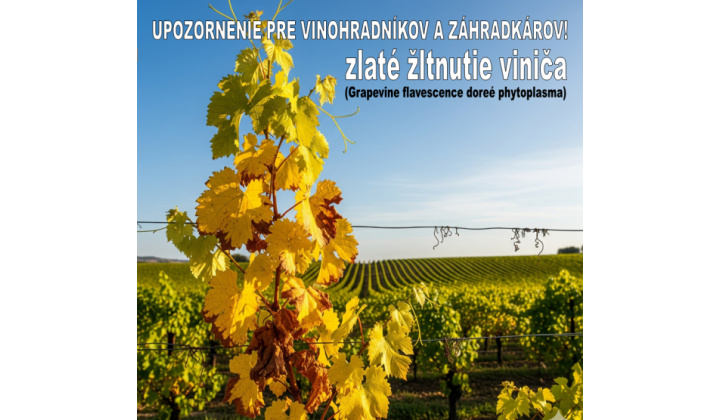 Zlaté žltnutie viniča -karanténna choroba viniča